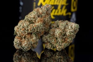 burj khalifa strain