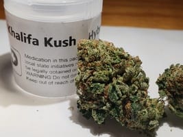 kk strain