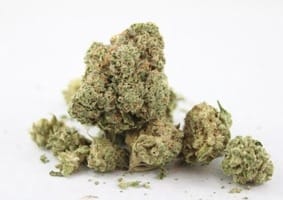 strain white widow