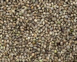 white widow strain seeds
