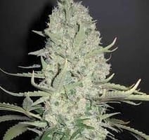 white widow weed plant